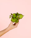 Begonia-rex-green