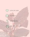 Begonia Rex Pink Spot Mini