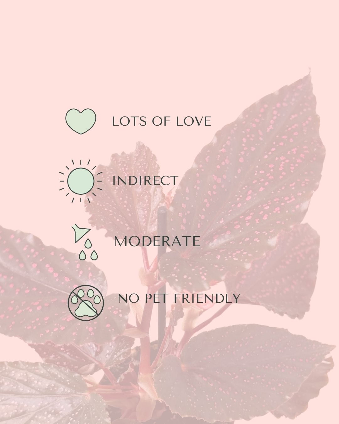 Begonia Rex Pink Spot Mini