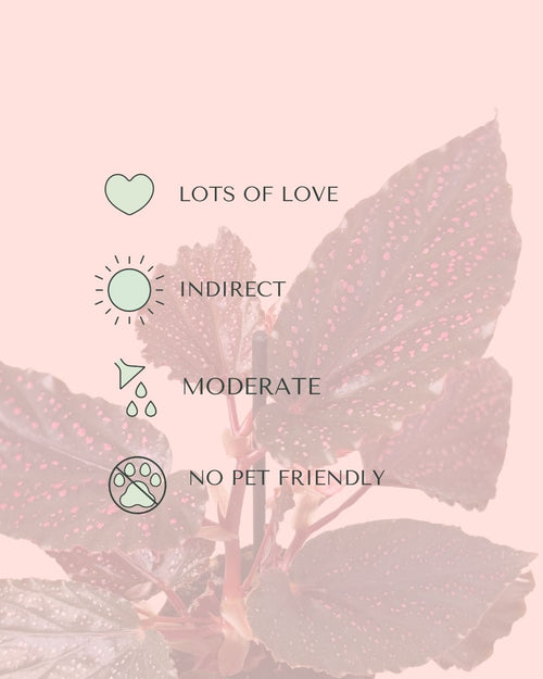 Begonia Rex Pink Spot Mini