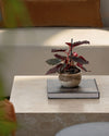 Begonia Rex Pink Spot Mini