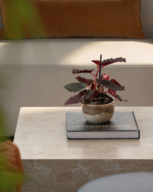 Begonia Rex Pink Spot Mini