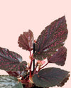 Begonia Rex Pink Spot Mini