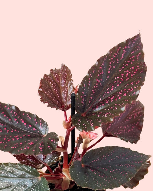 Begonia Rex Pink Spot Mini