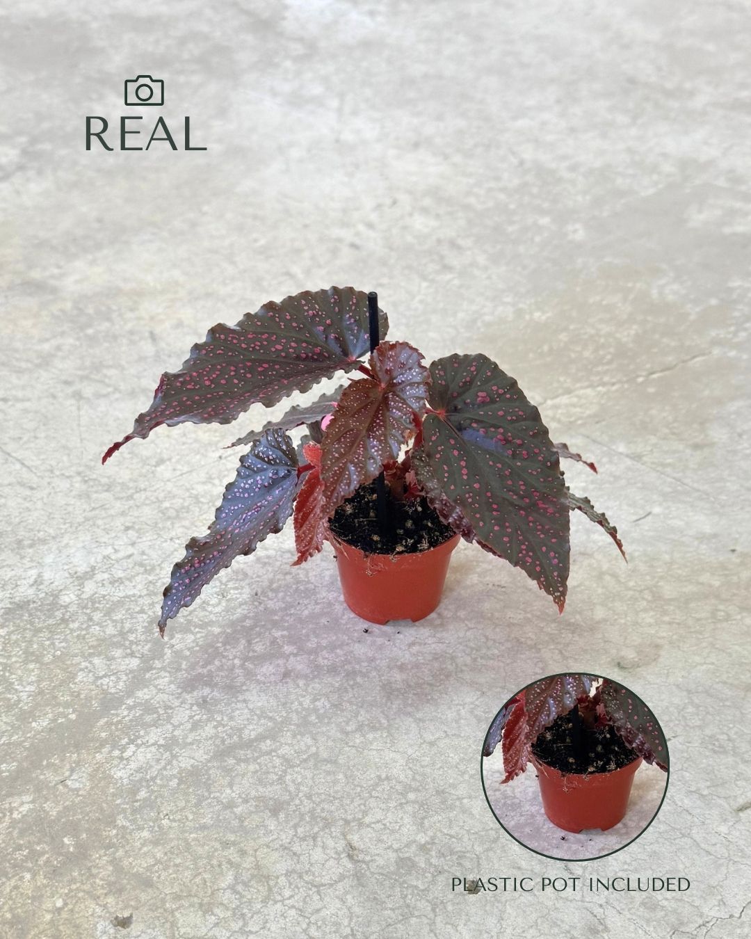 Begonia Rex Pink Spot Mini