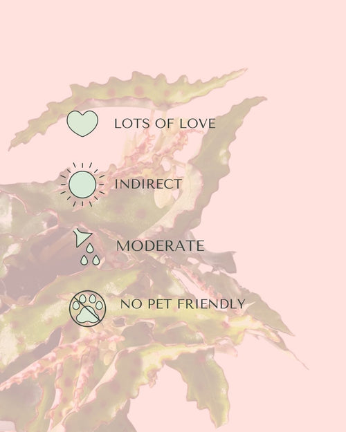 Begonia Amphioxus Mini care