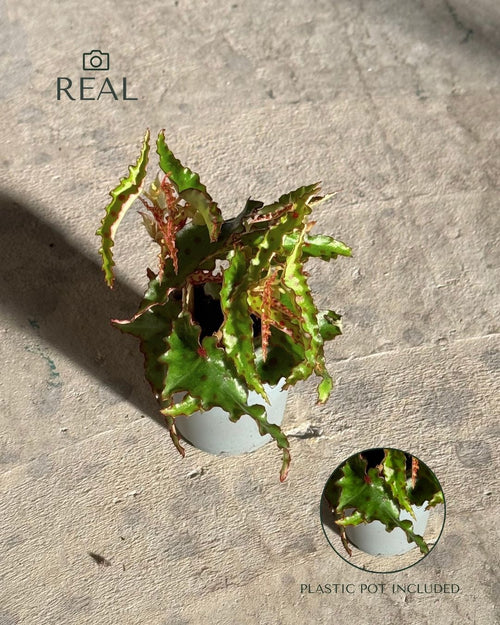 Begonia Amphioxus Mini real 2