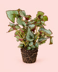 Begonia Rex Escargot L