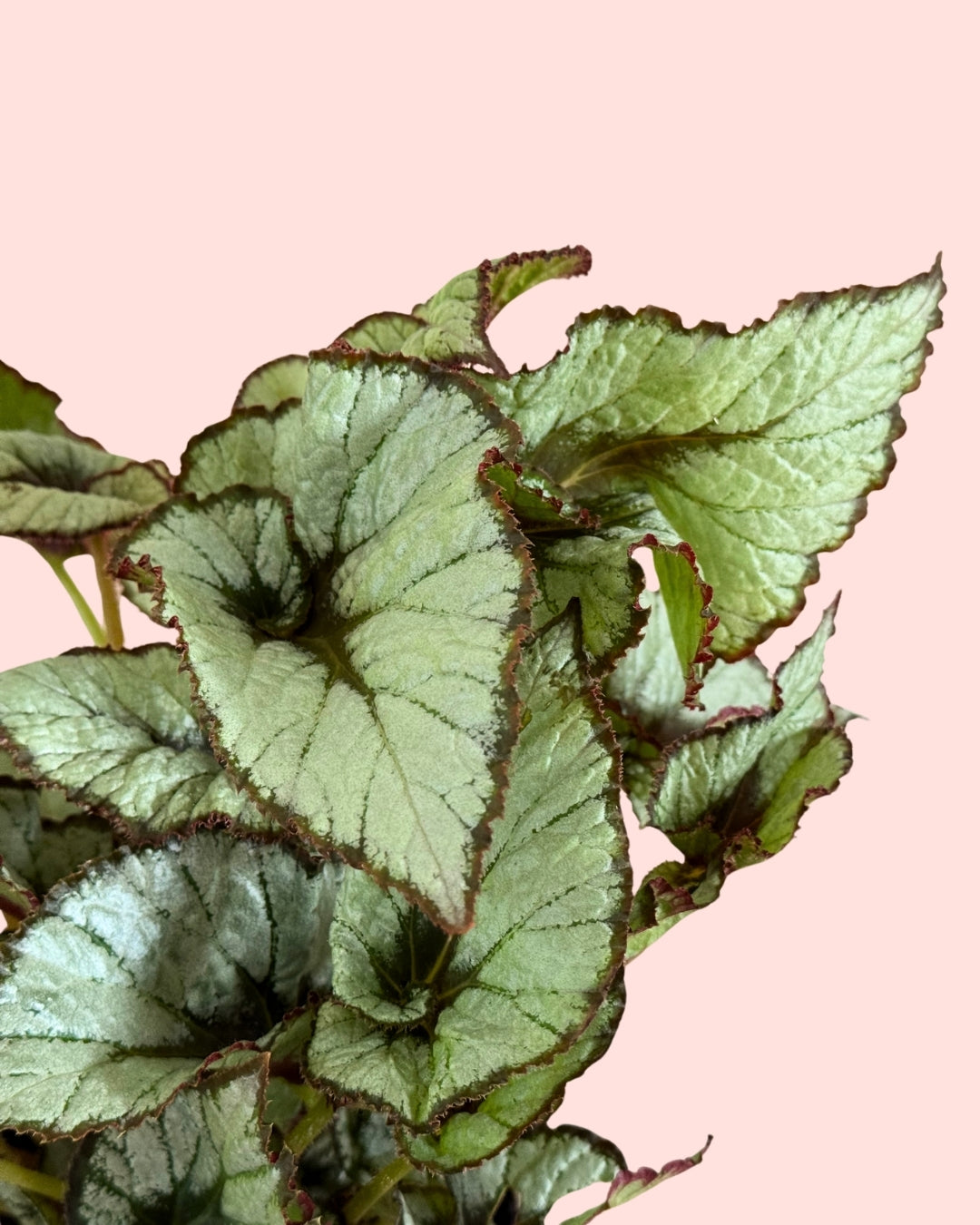 Begonia Caracol L detail
