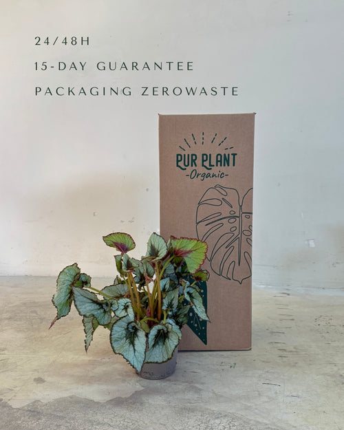 Begonia Caracol L packaging