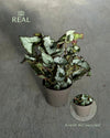 Begonia Caracol L real