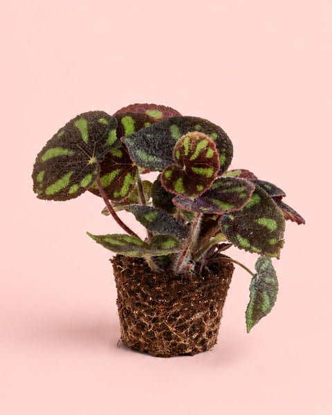 Begonia Masoniana Rock M