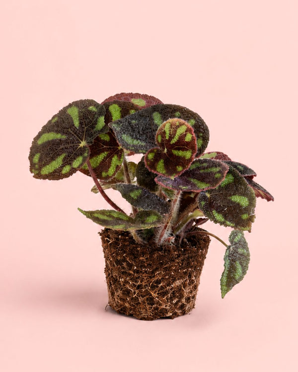 Cómo Cuidar Begonia Masoniana