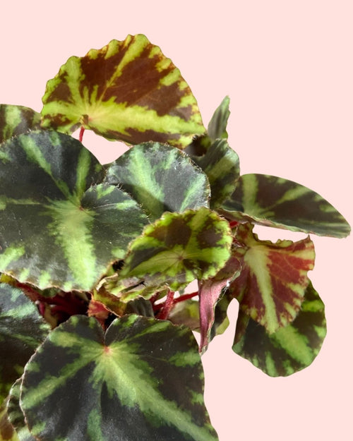 Begonia Rex Frog Cleopatrae Mini detail