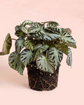 Begonia Silver Jewel M