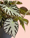 Begonia_Silver_Jewel_M_detail