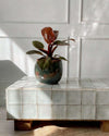 Philodendron Black Cardinal M