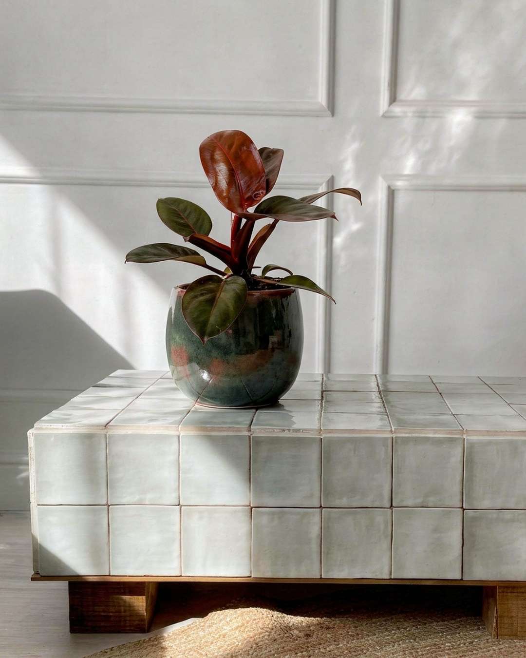Philodendron Black Cardinal M