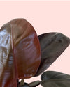 Philodendron Black Cardinal M