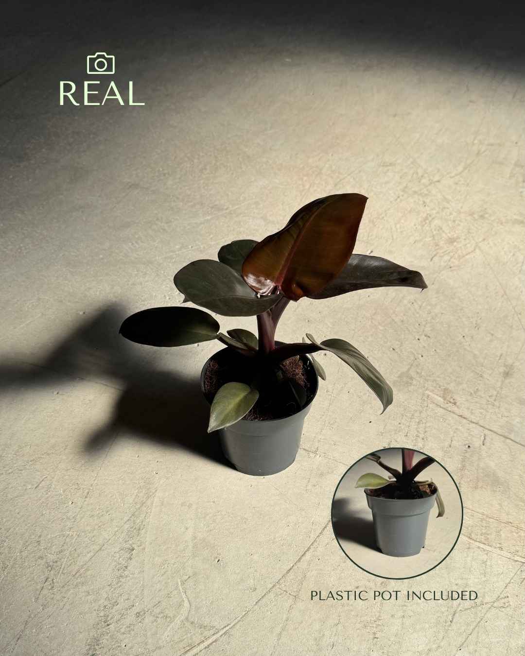 Philodendron Black Cardinal M