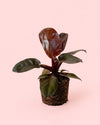 Philodendron Black Cardinal M