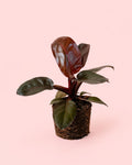 Philodendron Black Cardinal M