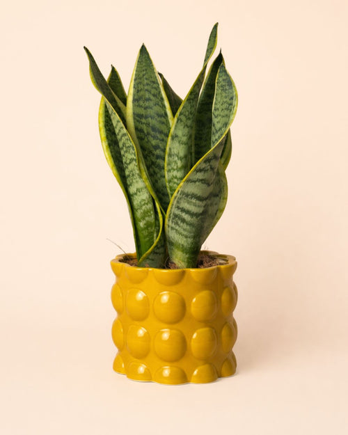 Bob-amarilla-planta