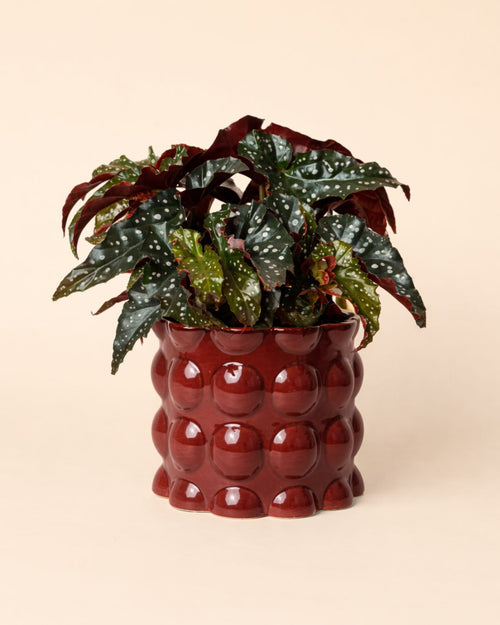 Bob-rojo-planta