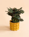 Bob_Mini_Maceta_Ceramica_Amarilla_6cm_planta