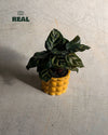 Bob_Mini_Maceta_Ceramica_Amarilla_6cm_real