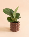 Bob_Mini_Maceta_Ceramica_Marron_6cm_planta