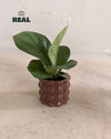 Bob_Mini_Maceta_Ceramica_Marron_6cm_real
