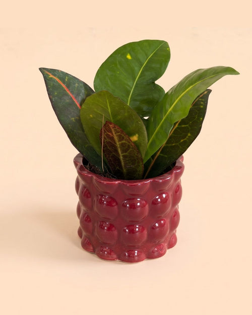 Mini maceta de cerámica Bob roja con una planta