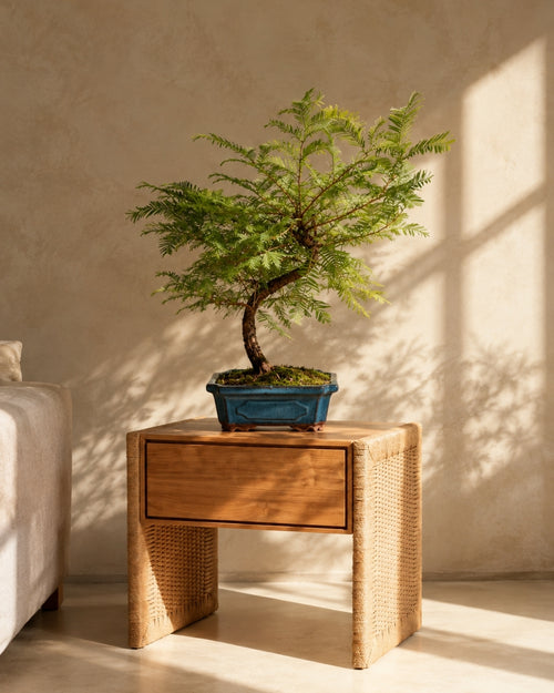Bonsai Metasequoia context