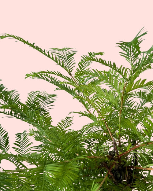 Bonsai Metasequoia detail