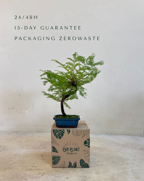 Bonsai Metasequoia packaging