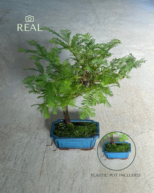 Bonsai Metasequoia real