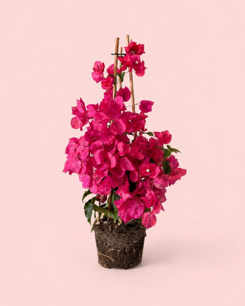 Bougainvillea-Rosa-L