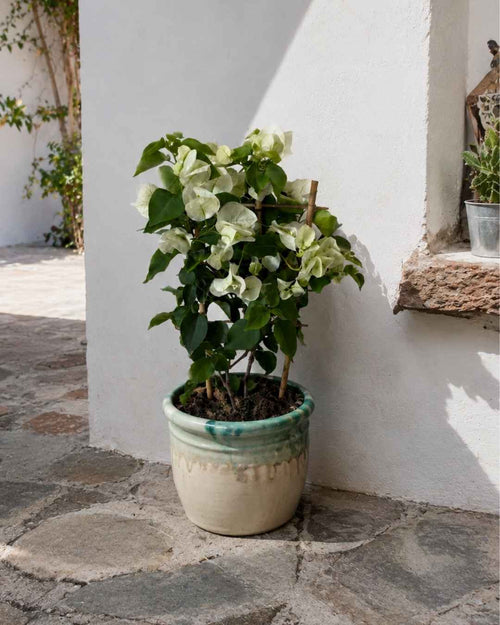 Buganvilla-Blanca-M-context