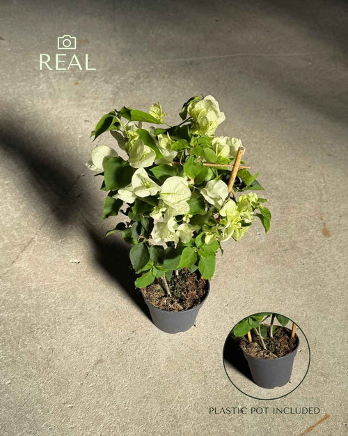 Buganvilla-Blanca-M-real