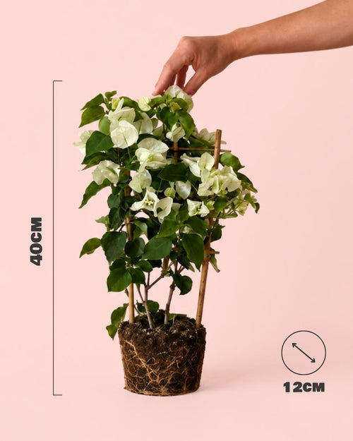 Buganvilla-Blanca-M-size