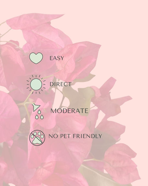 Buganvilla-Rosa-M-care