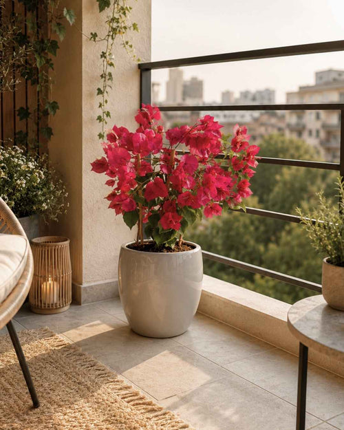 Buganvilla-Rosa-M-context