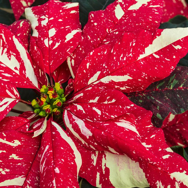Cómo Cuidar Flor de Pascua