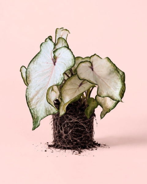 Caladium White M