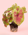 Caladium Miss Muffet L