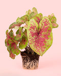Caladium Miss Muffet L