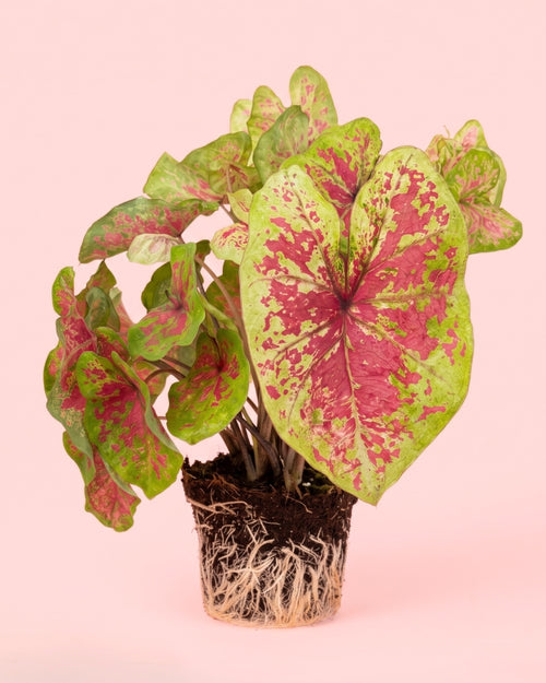 Caladium Miss Muffet L