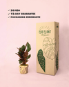 Calatea-Ornata-packaging