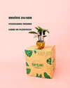 Calathea Rufibarba-packaging